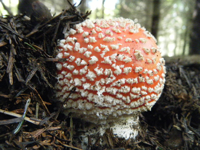 Primi ritrovamenti autunnali...