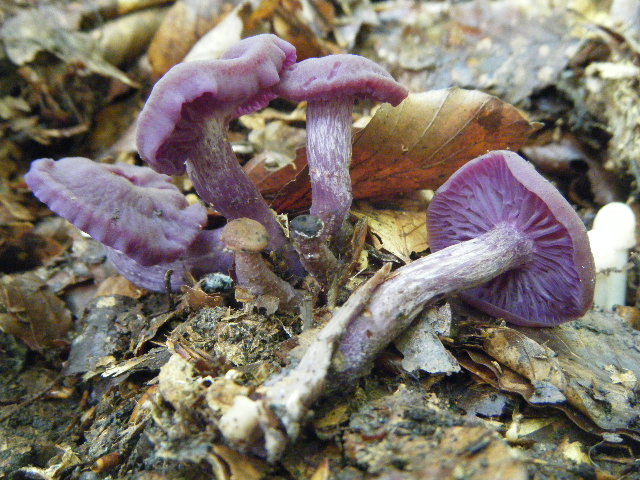 Primi ritrovamenti autunnali...