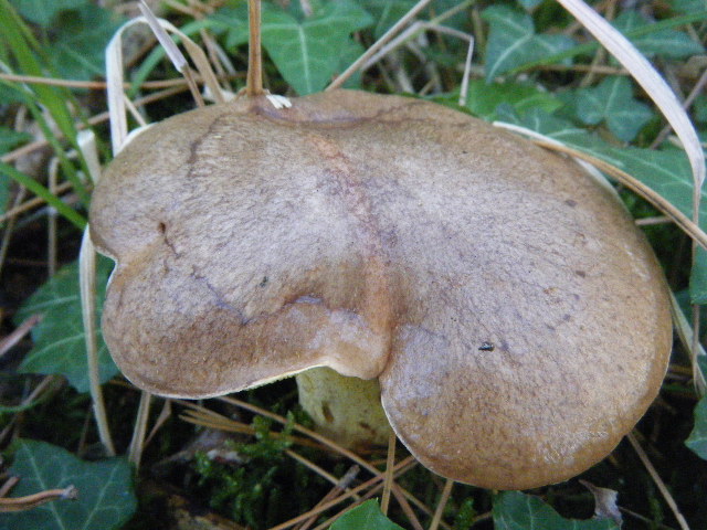 Primi ritrovamenti autunnali...