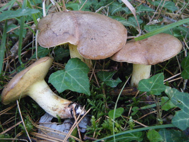 Primi ritrovamenti autunnali...