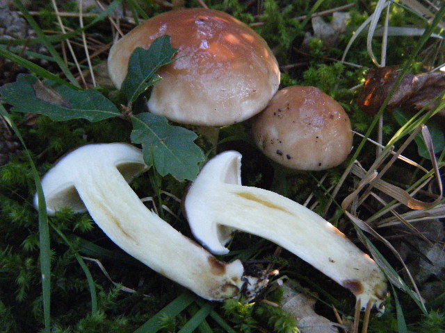 Primi ritrovamenti autunnali...