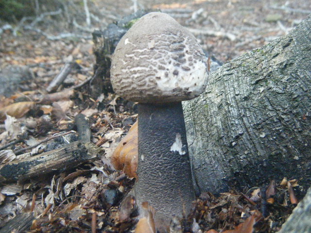 Primi ritrovamenti autunnali...