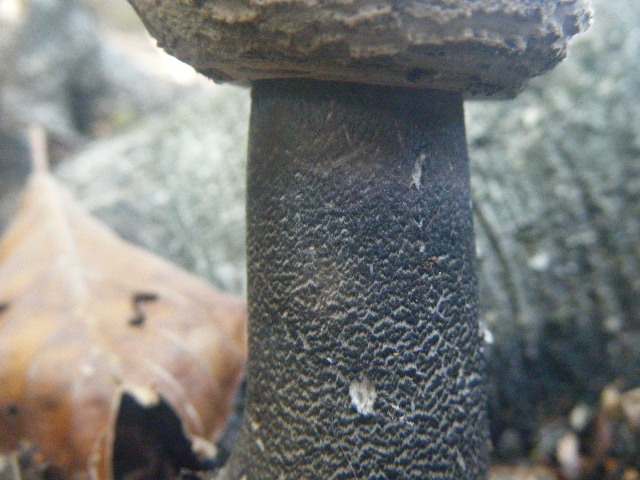 Primi ritrovamenti autunnali...