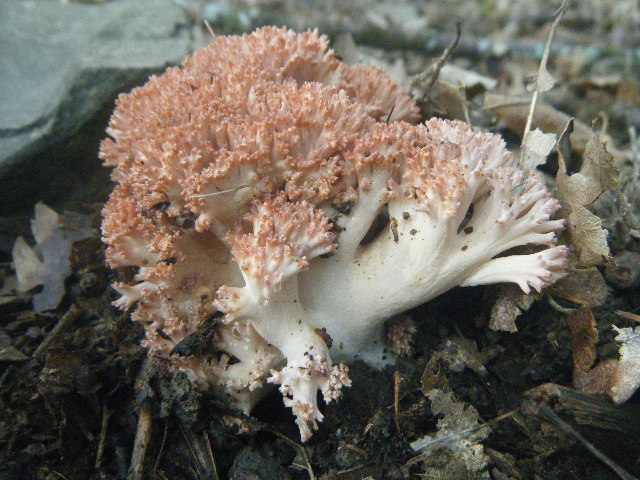 Primi ritrovamenti autunnali...