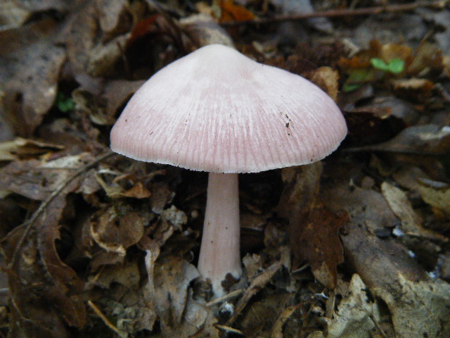 Colori d''autunno....