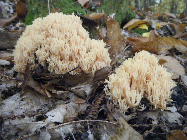 Colori d''autunno....