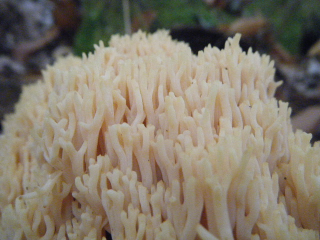 Colori d''autunno....