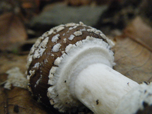 Colori d''autunno....