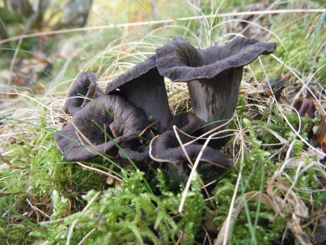 Colori d''autunno....