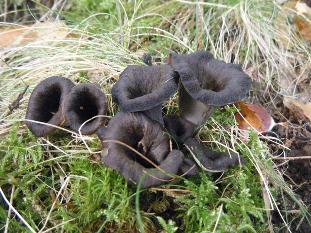 Colori d''autunno....