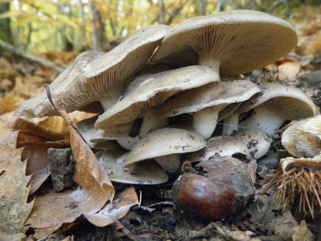 Colori d''autunno....