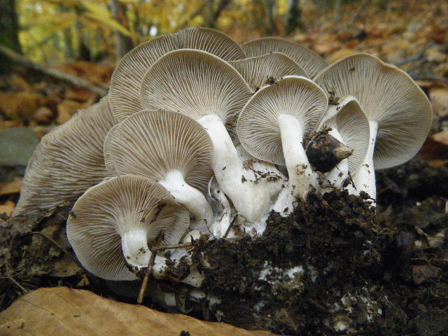 Colori d''autunno....