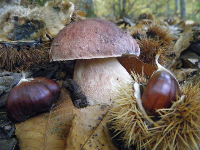 Colori d''autunno....