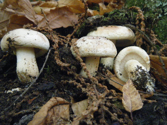 Colori d''autunno....