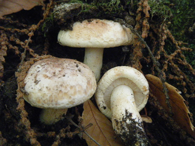 Colori d''autunno....