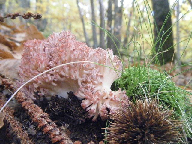 Colori d''autunno....