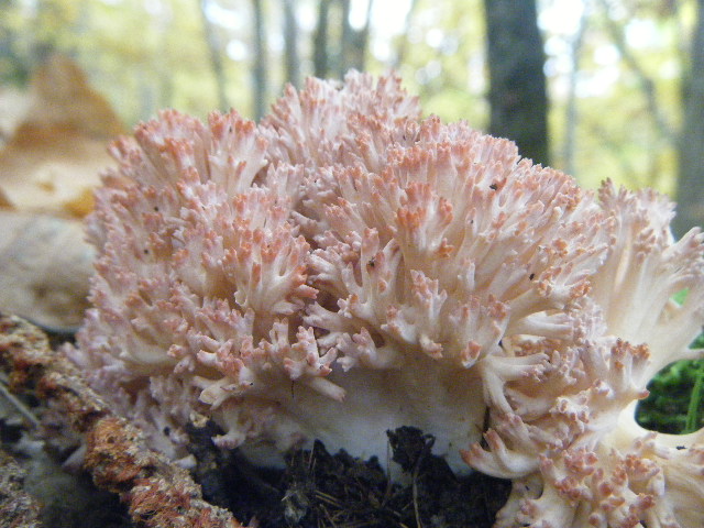 Colori d''autunno....