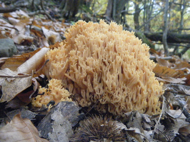 Colori d''autunno....