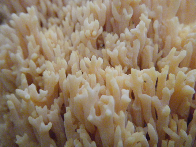 Colori d''autunno....