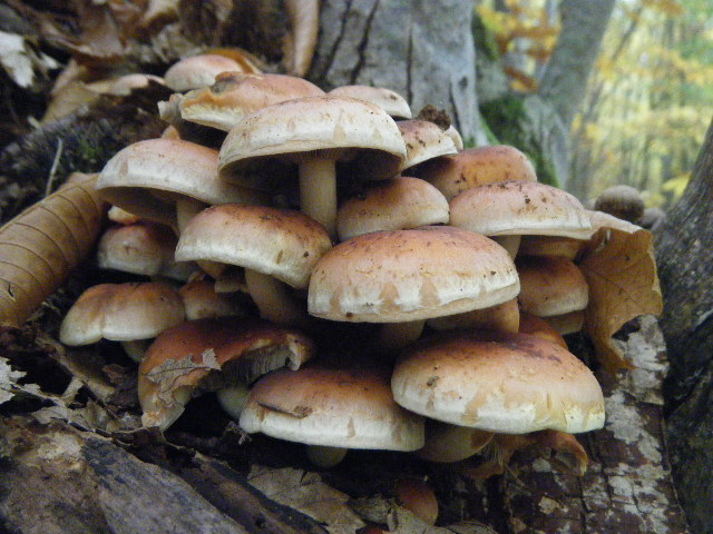 Colori d''autunno....