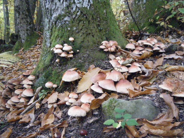 Colori d''autunno....