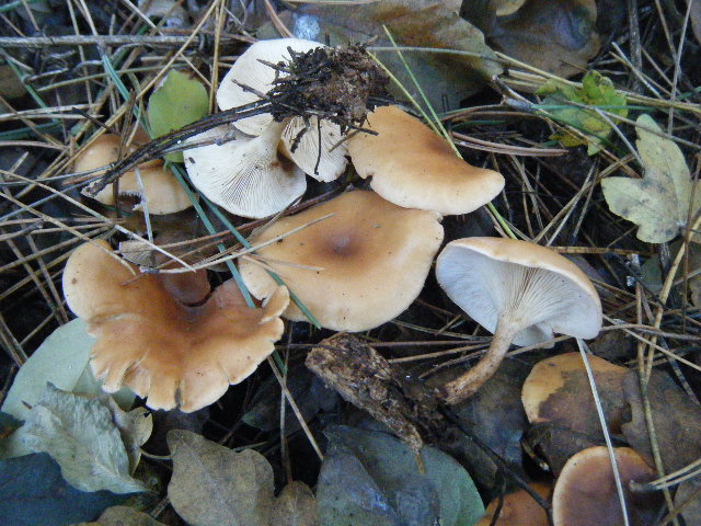 Cantharellus ed altro....