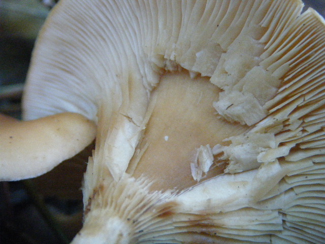 Cantharellus ed altro....
