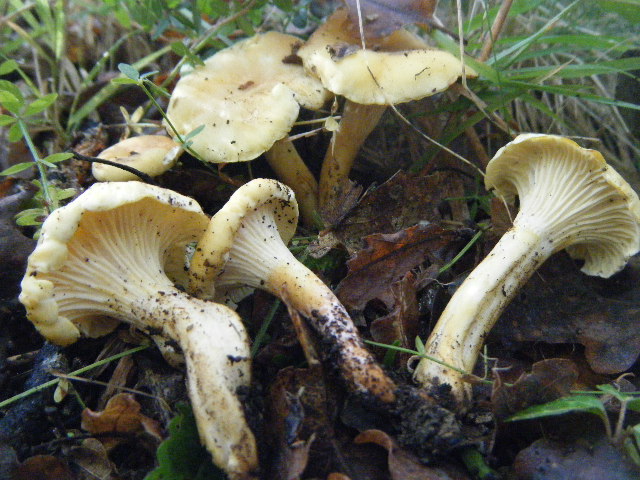 Cantharellus ed altro....
