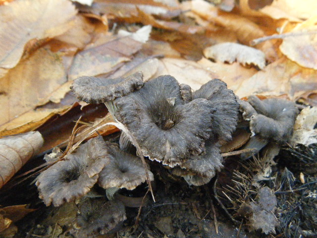Cantharellus ed altro....