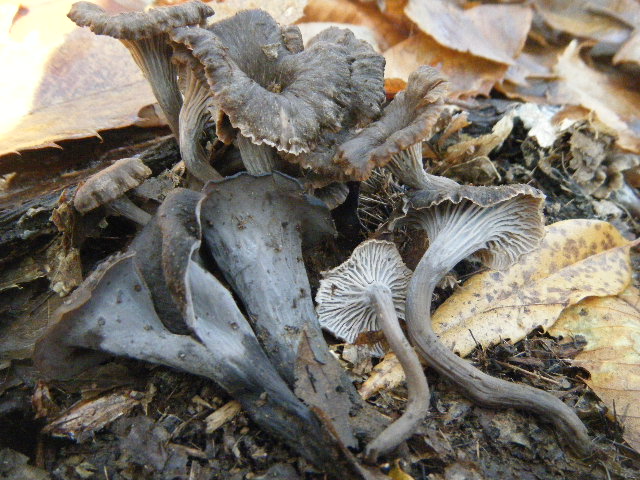 Cantharellus ed altro....