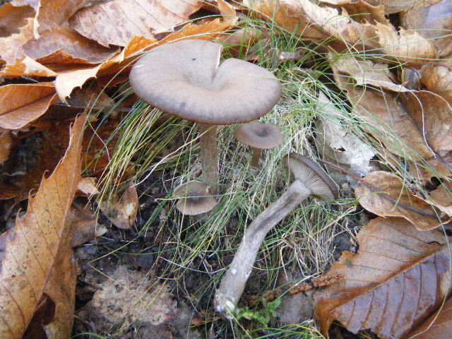 Cantharellus ed altro....