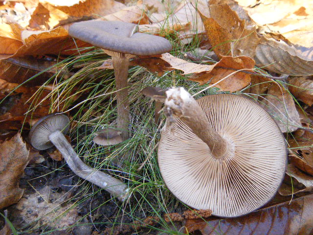 Cantharellus ed altro....
