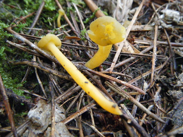 Cantharellus ed altro....