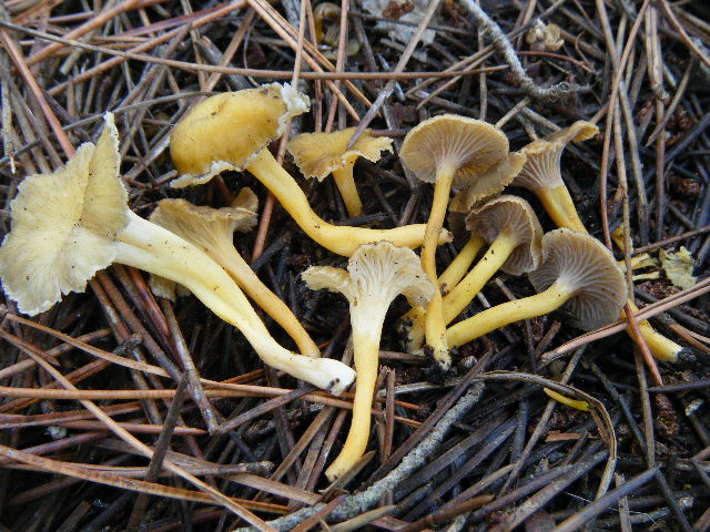 Cantharellus ed altro....