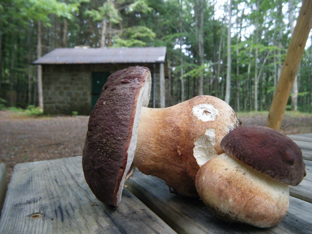 Presi nella rete...quiz.