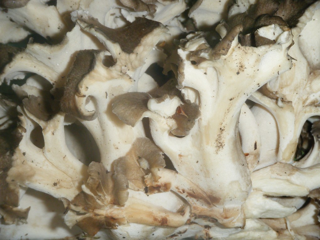 Conferma per Dendropolyporus umbellatus