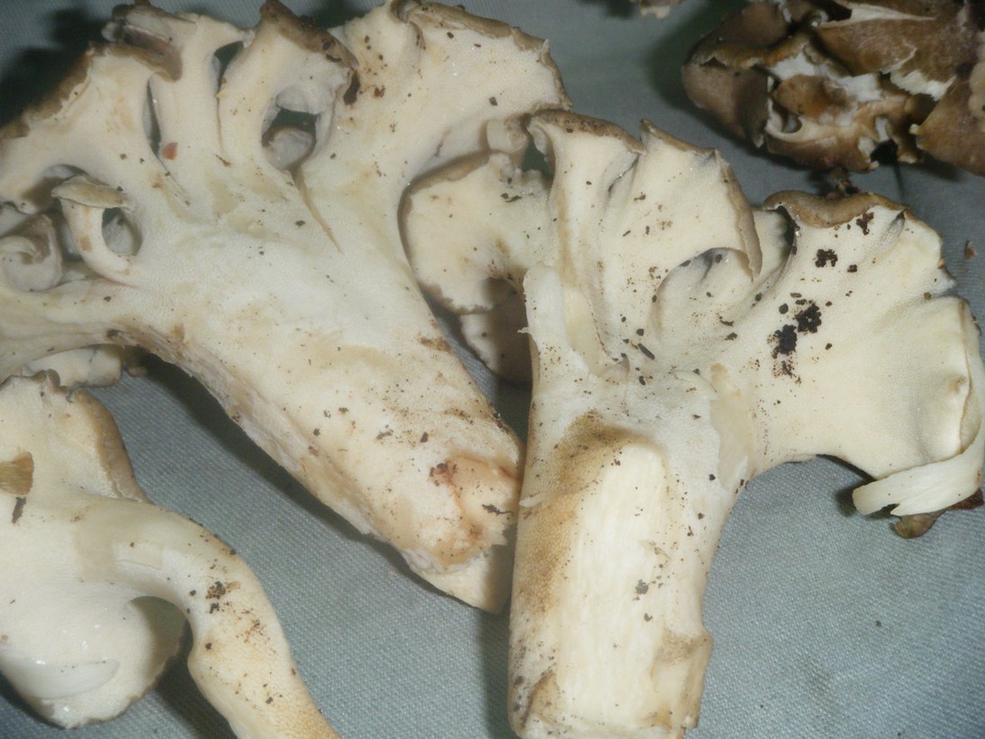 Conferma per Dendropolyporus umbellatus