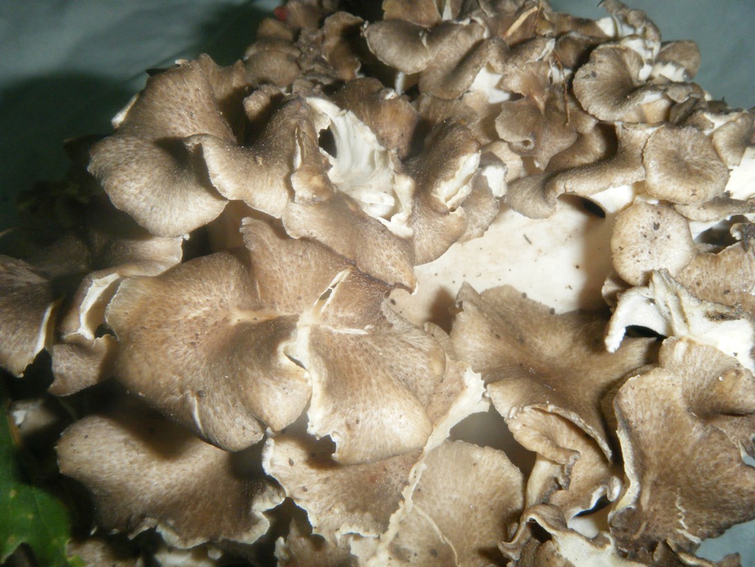 Conferma per Dendropolyporus umbellatus