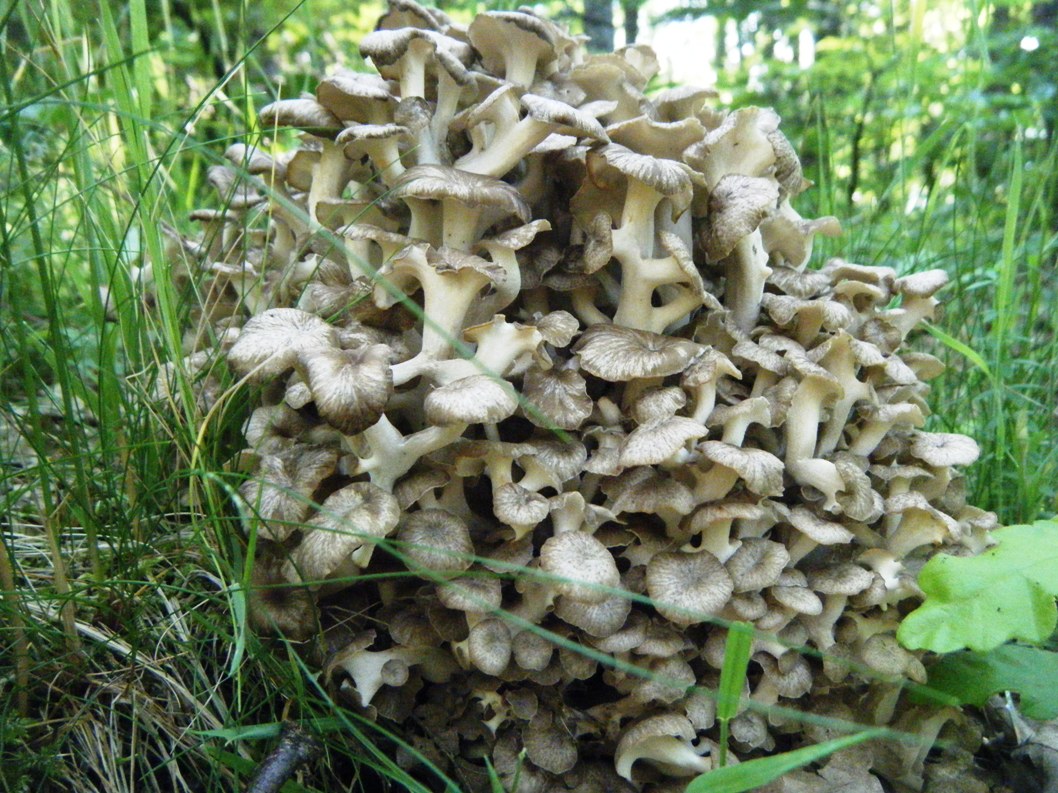 Conferma per Dendropolyporus umbellatus