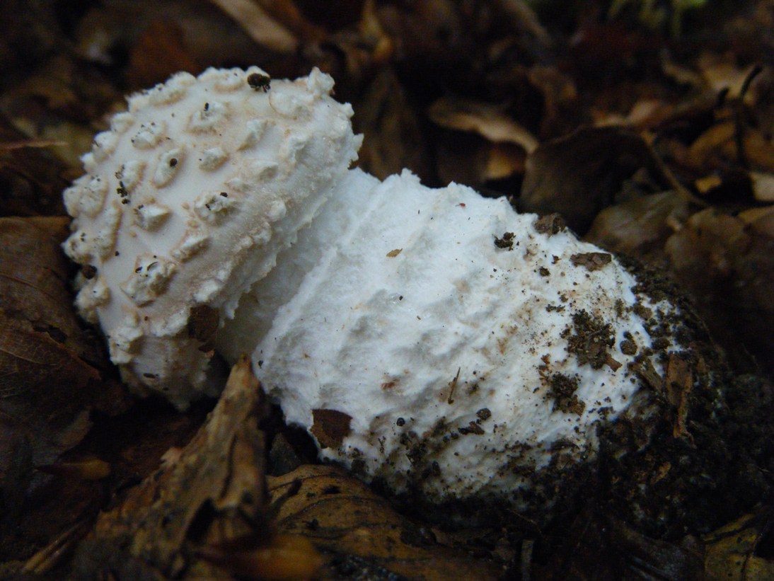 Il Casentino e le due