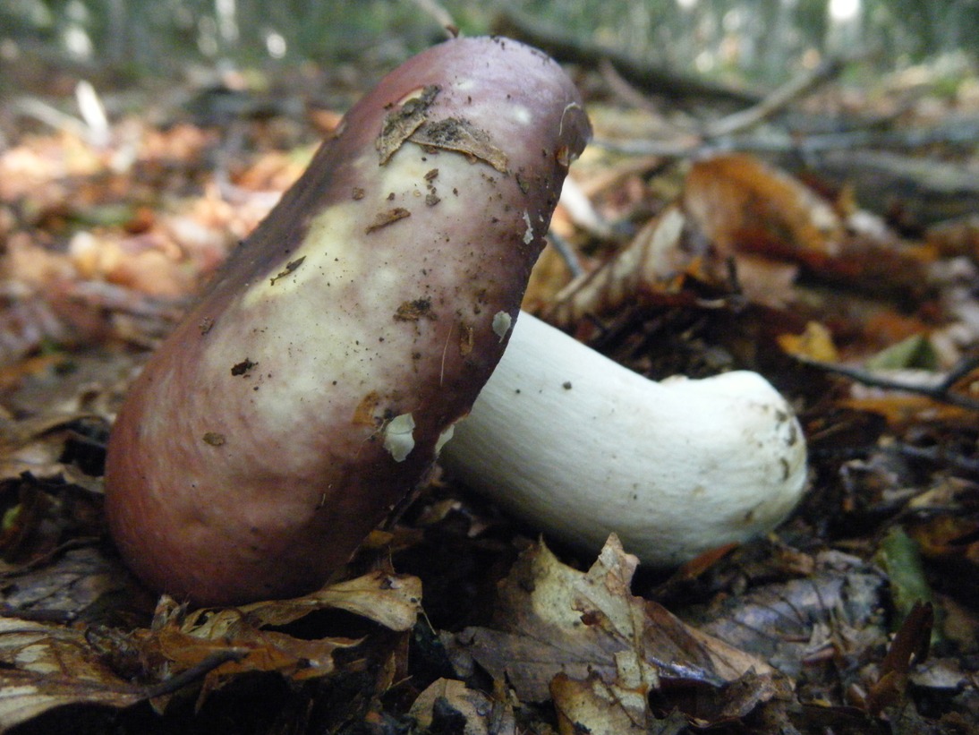 Il Casentino e le due