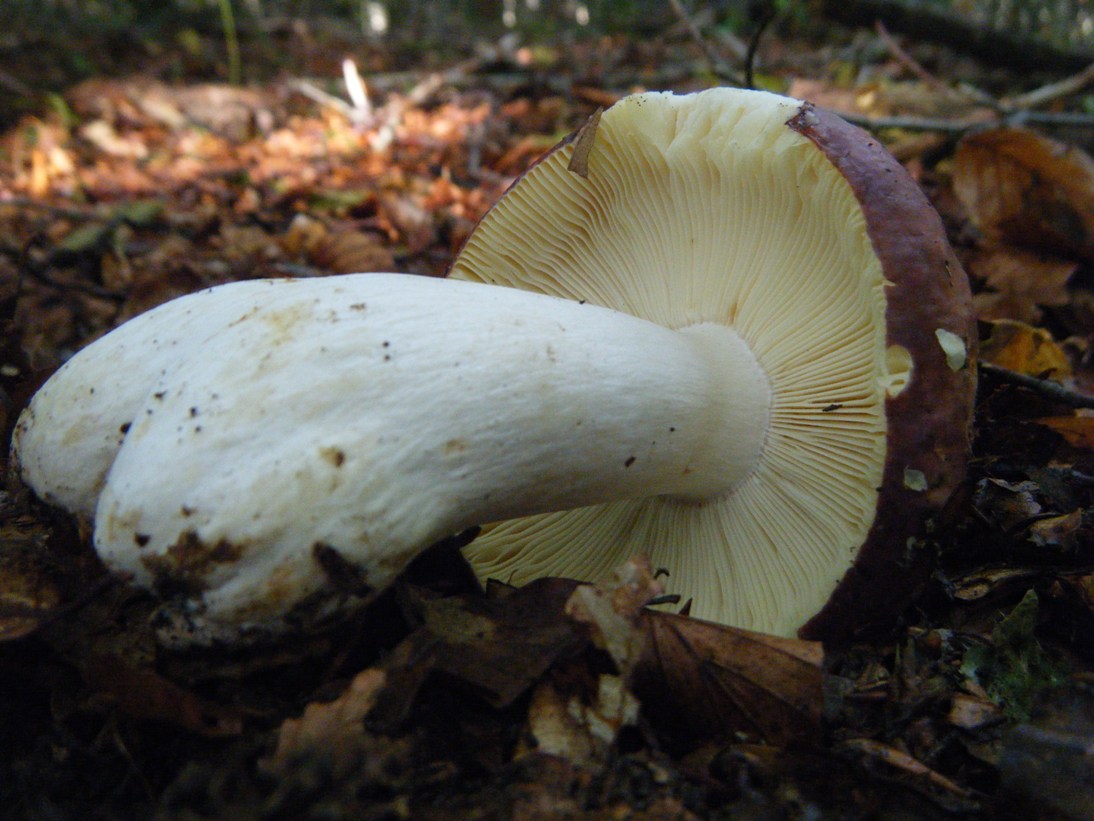 Il Casentino e le due