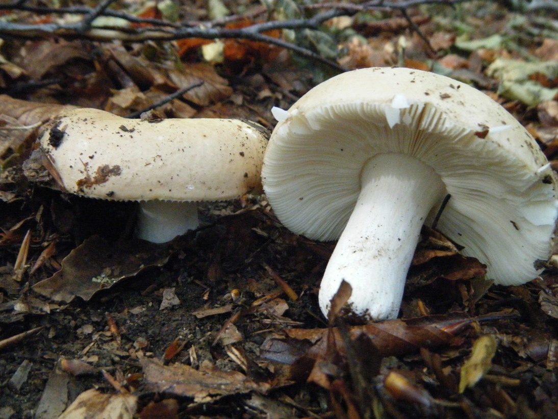 Il Casentino e le due