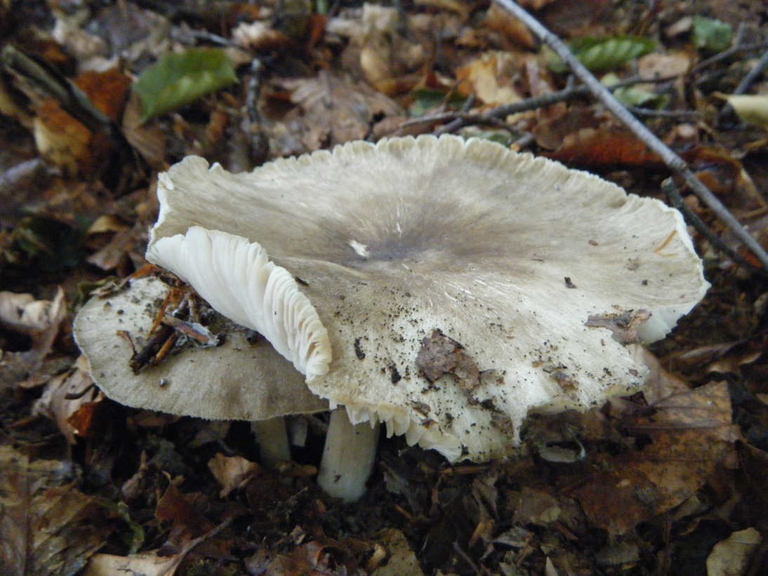 Il Casentino e le due