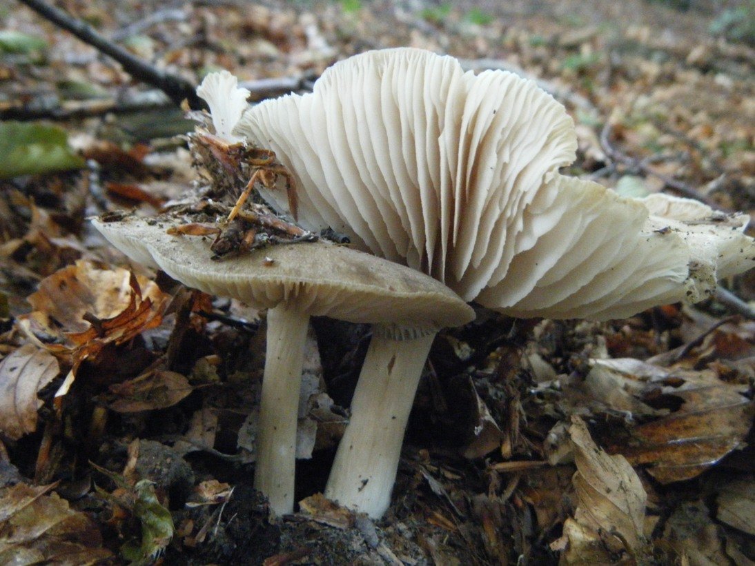 Il Casentino e le due