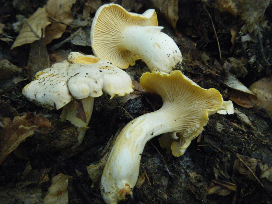 Il Casentino e le due