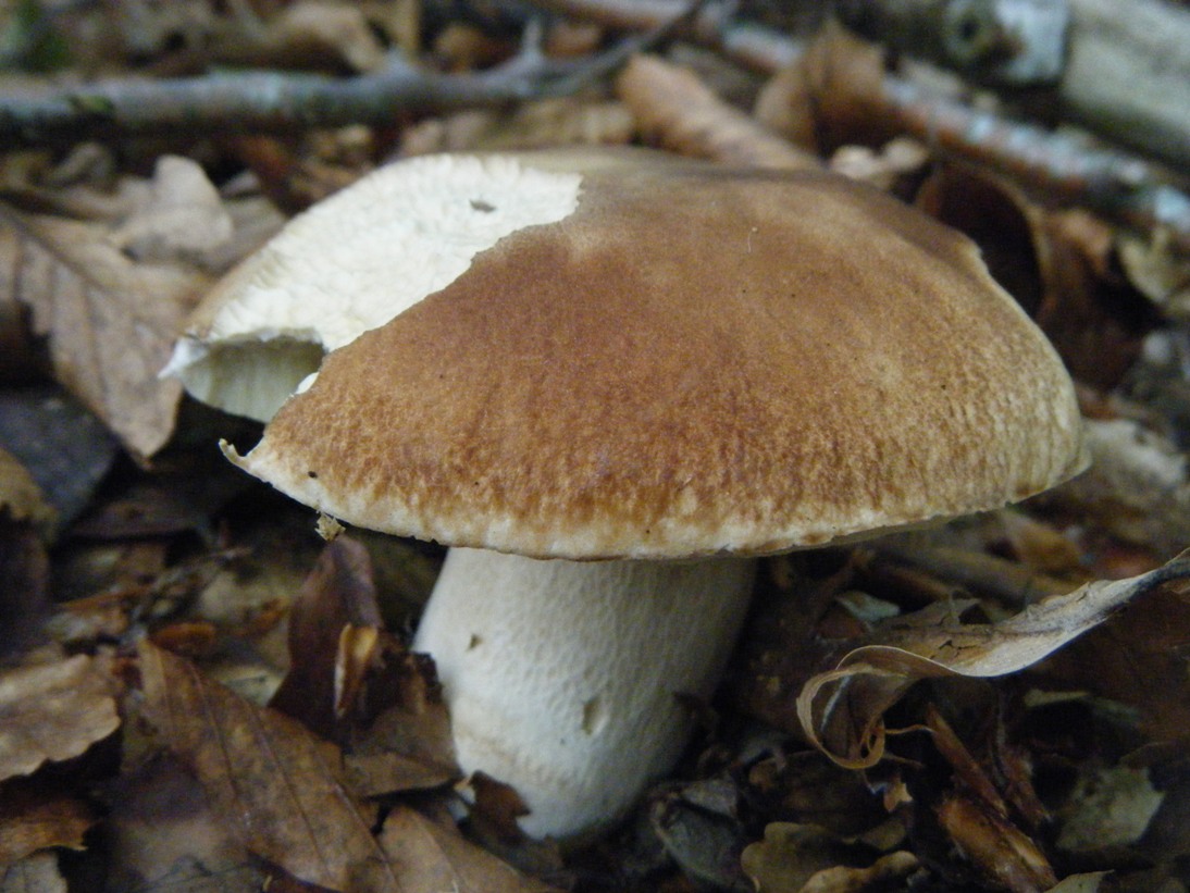 Il Casentino e le due