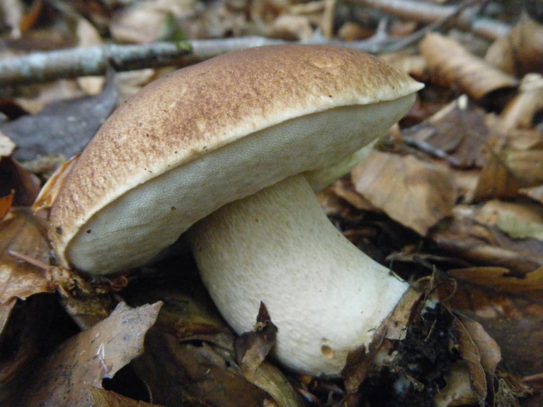 Il Casentino e le due