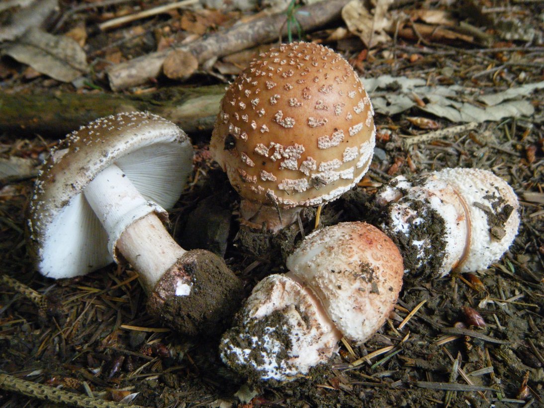 Il Casentino e le due