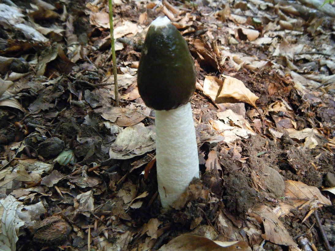 Il Casentino e le due